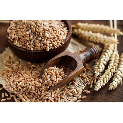 Wheat Grain Manufacturers in Karnal